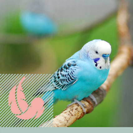 Bird Products