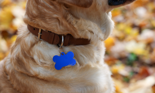 Close-up of a golden dog wearing a brown collar with a blue bone-shaped tag. Background features blurred autumn leaves, conveying a warm, cozy tone.
