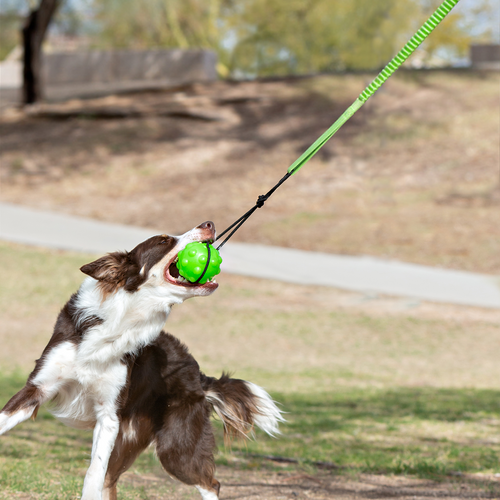 Jolly Pets Tree Tugger Bungee (Large, Green)