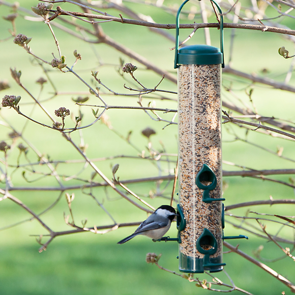 Perky-Pet® Classic Wild Bird Feeder